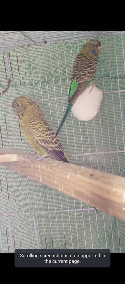 Top Class MashaAllah Green Blackface Budgies