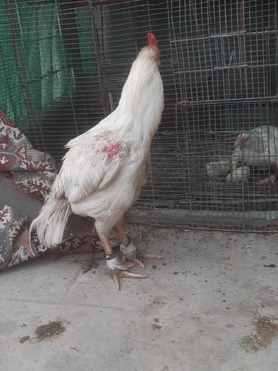 Aseel hera murga white mazboot