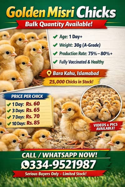 Golden misri | hen | گولڈن مصری | misri pathy pathiyan| desi murgi