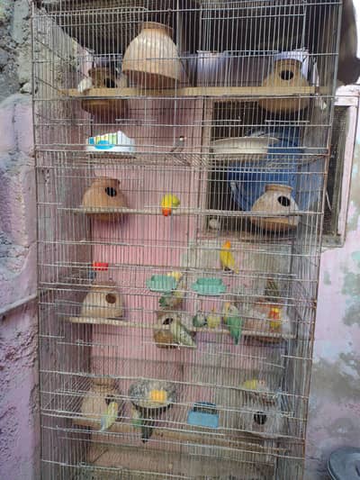 pairs of lovebird and Java finch with cage for urgent sale