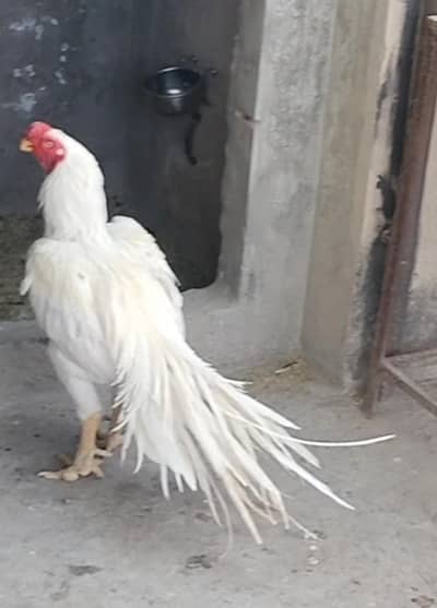 Parrot breeder male for sale/ Parrot beak male / hen / breeder male