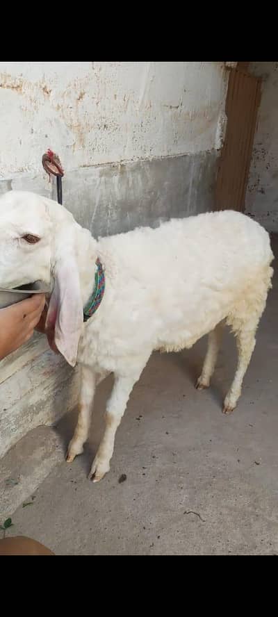 larkana Dumba For Sale Qurbani 2026