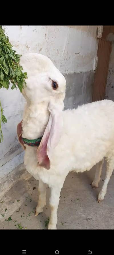 larkana Dumba For Sale Qurbani 2026