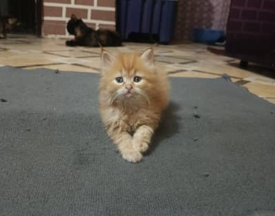 Persian fluffy coat ginger kitten ( 03426784950)