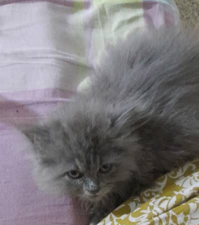 Persian cat