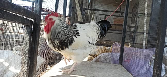 Light Sussex Male Healthy and Active