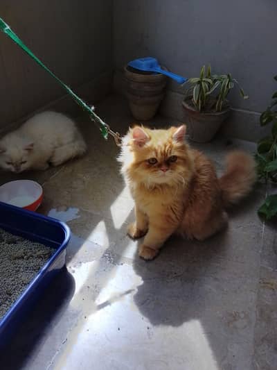 triple coat Persian cat male