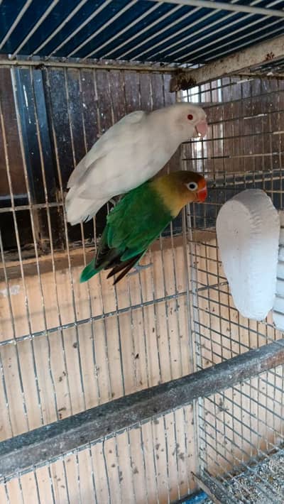 Albino Red Eye & Parblue Pair, 3 Parblue , 1 Lotino