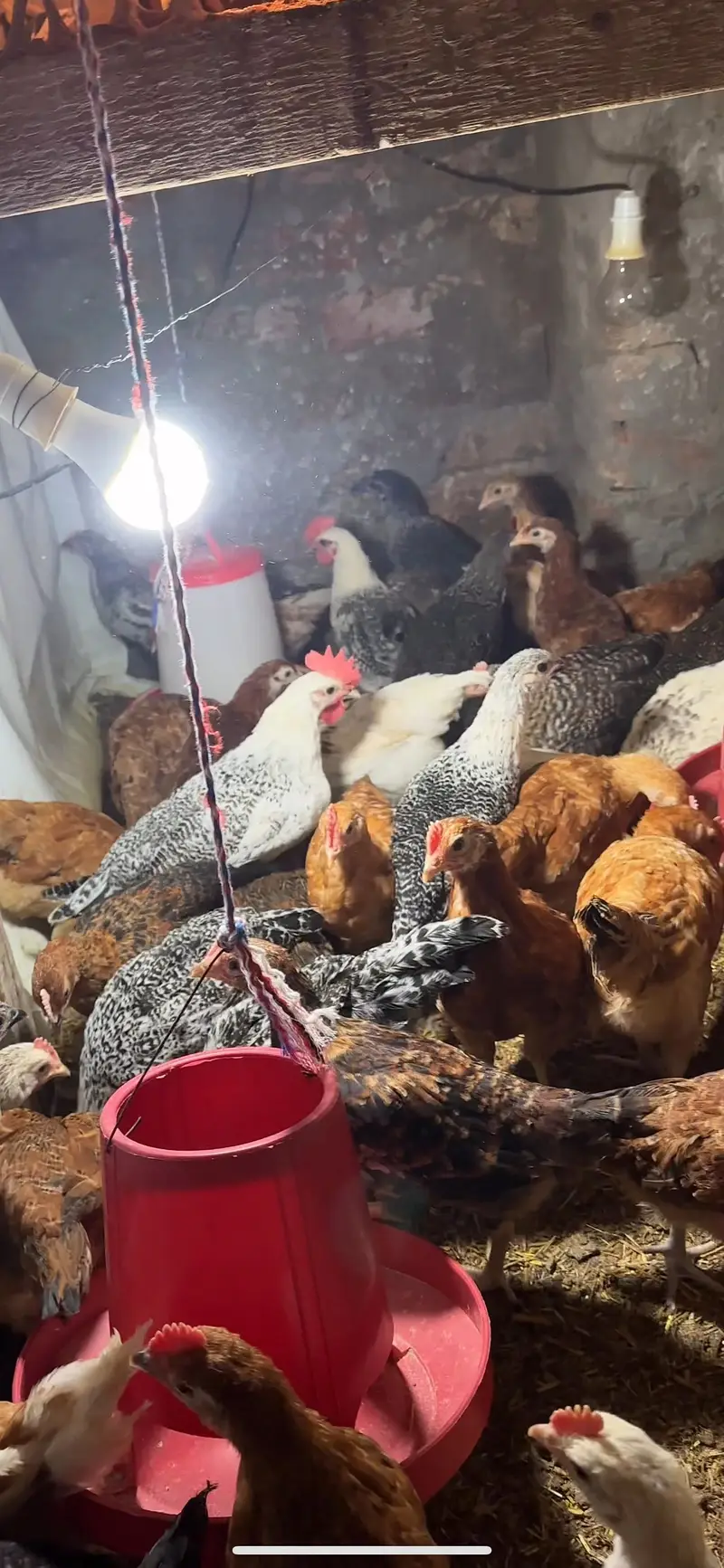 golden misri | australorp | rir chicks | golden misri patha / pathi — photo 6