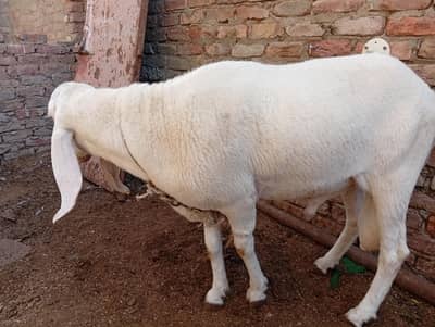 breeder sheep for qurbani and breed