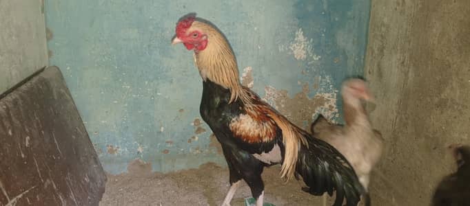 aseeel han available