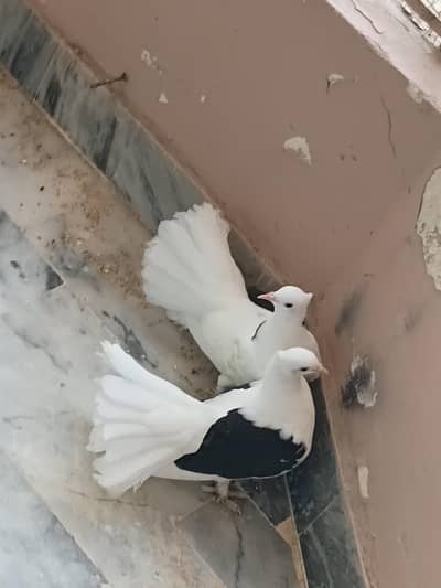 Fancy Fantail Pigeon Chicks (4 Months) for Sale