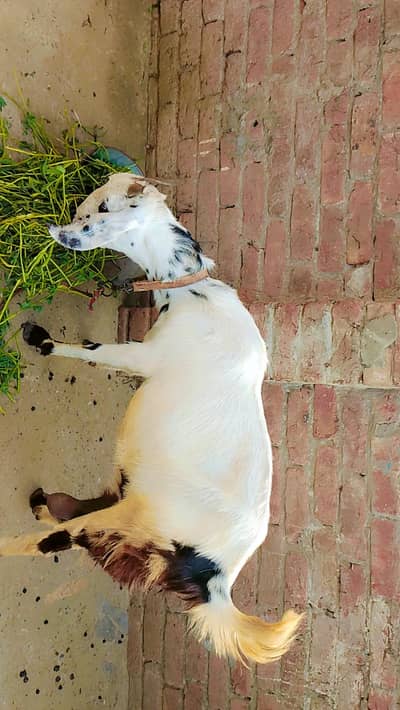 Doodh wali Beetal cross bakri For sale