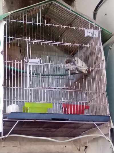 Love Bird Parrot pair for sale