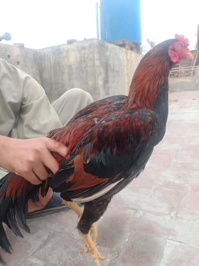 aseel murga real mianwali