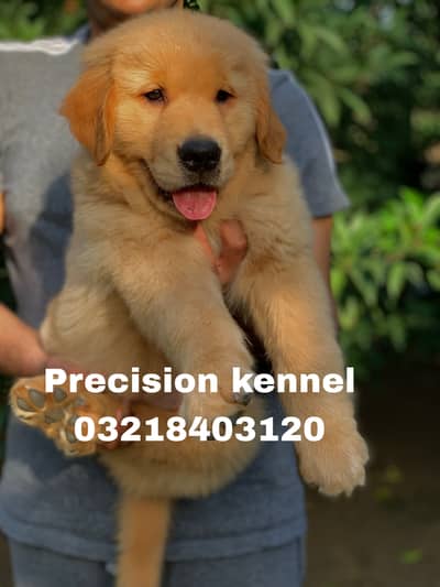 Golden retriever pedigree imported puppies are available for sale
