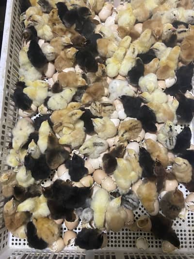 Bin Saeed poultry farm