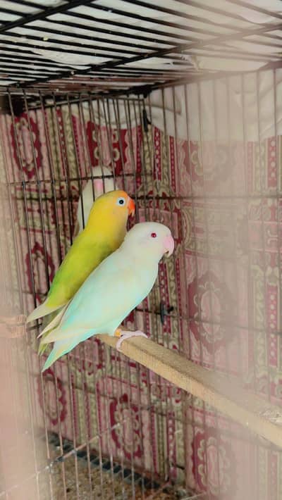 Lovebirds for sale (Albino, Parblue, Decino, Pastelino, Lutino)