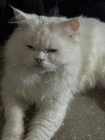 white Persian kitten|Triple long coated|punch Face| cute kittens
