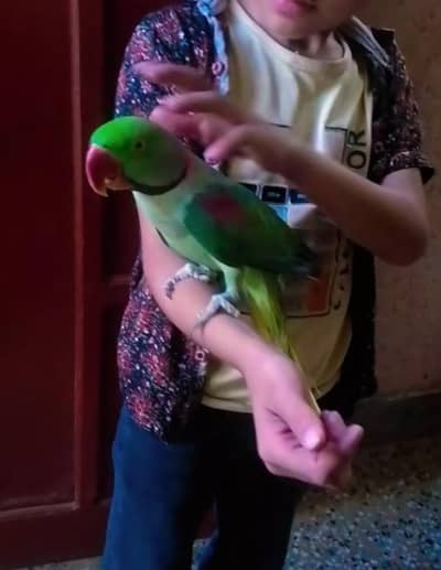 tam talking male 03025368418