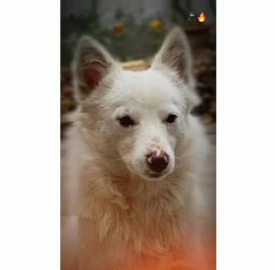 Russian great Pyrenees dog for sell