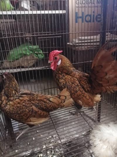 Golden Sebreight breeder Pair