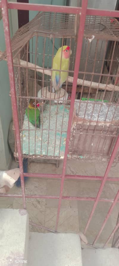 2 males for sale with cage