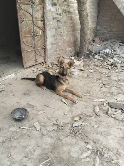 German shepherd puppies for sale family dog