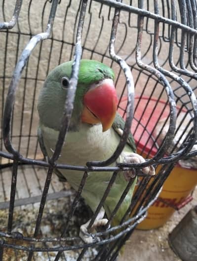 10 Months Ka Pahari he urgent sale