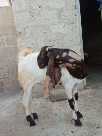 Male Goat