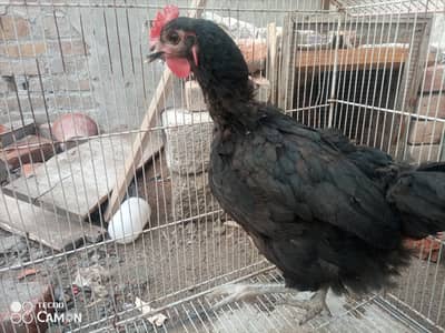 Egg laying hens for sale