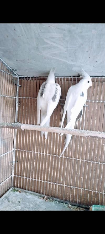 V. pide female spotted male pair