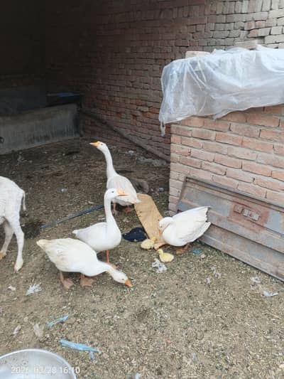 2 pair duck goose full  white