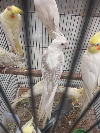 pair+pice 3177665076