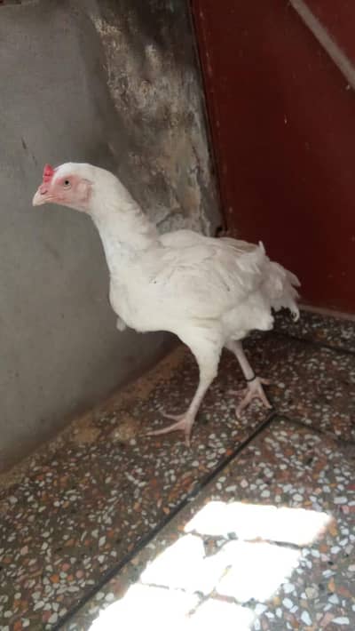 top quality aseel murgi full white paper white