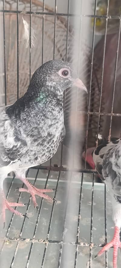 kamagar and dub wala bacha