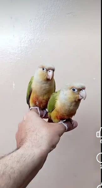 pineapple cure hand tame pair zero bite