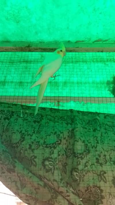 common white cocktail