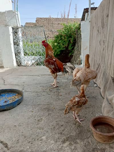 male female and one chick
