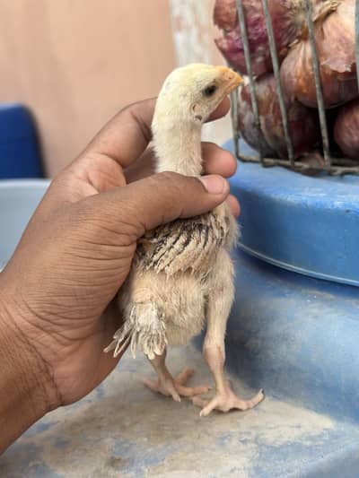 Top quality Indian parrot beak long tail,shamo,shamu,parrot beak