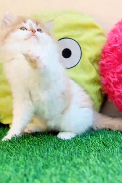 Persian cat,in kitan for Sale may WhatsApp 03464644037