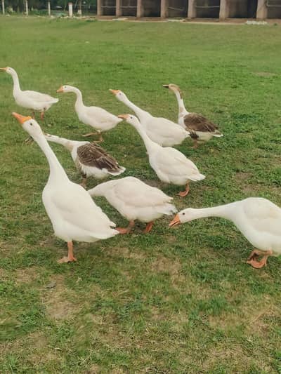 Total 8 ducks for sell.