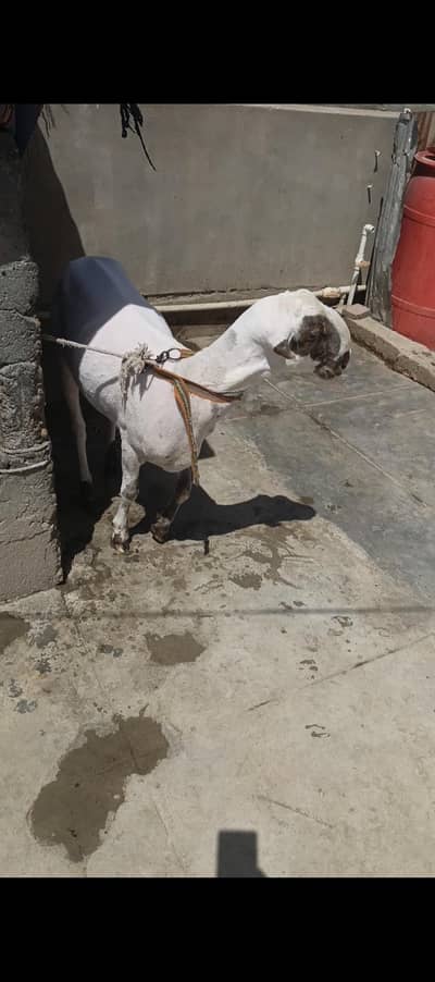 arjent sale dumba 2 dant