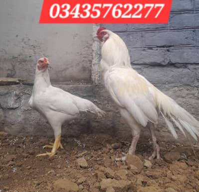 aseel white Breeder pair morga/morgi/patha/pathi