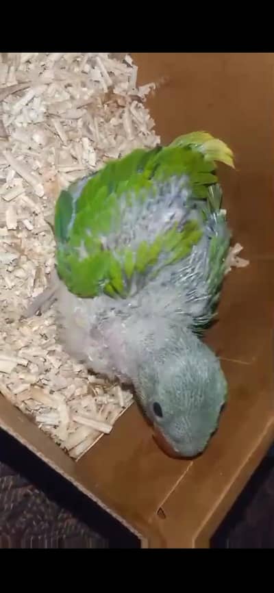 raw parrot