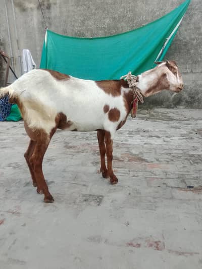 بکری فار سیل