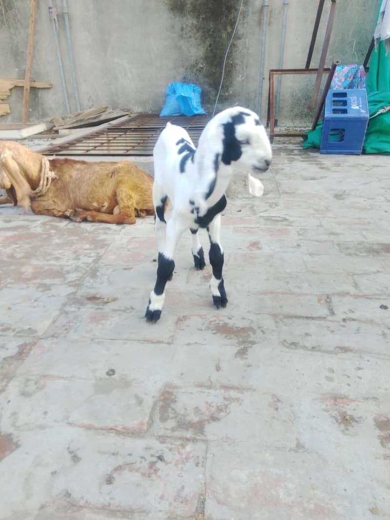 بکری فار سیل 1