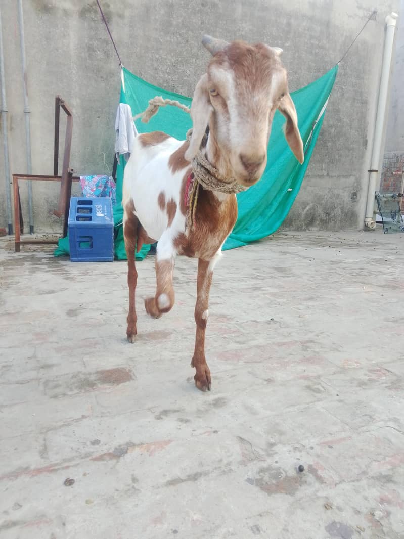 بکری فار سیل 2