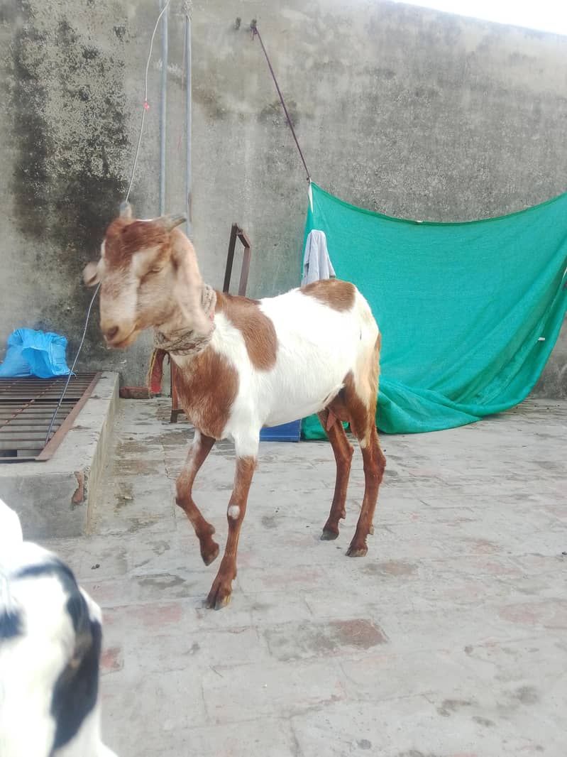 بکری فار سیل 3