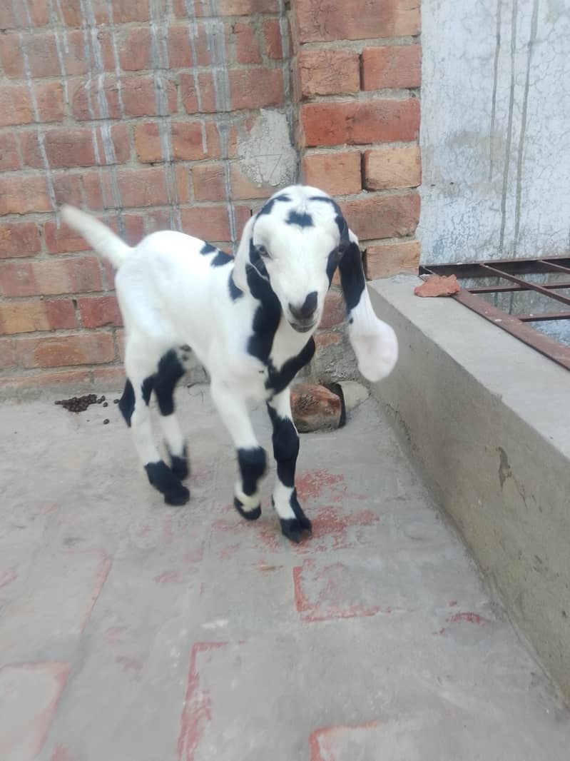 بکری فار سیل 4